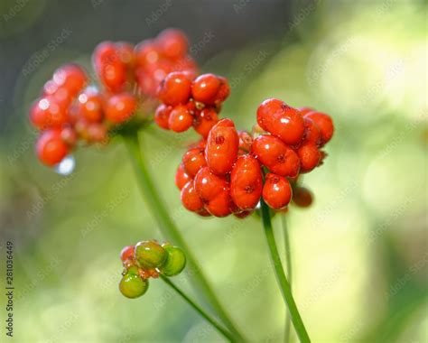 A close up of the most famous medicinal plant ginseng (Panax ginseng ...