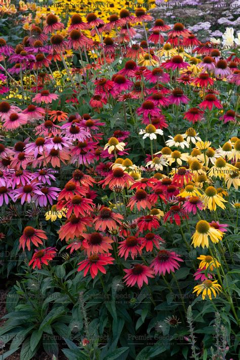 Echinacea Coneflower Cheyenne Spirits Premier Seeds Direct