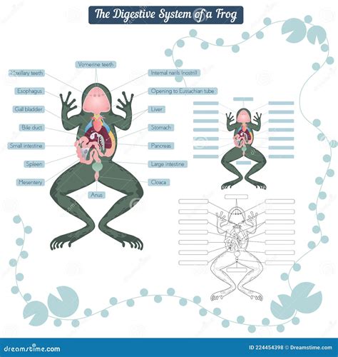 Sistema Digestivo De La Rana Ilustración del Vector Ilustración de