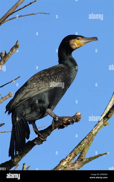 Great Cormorant Wildlife Hi Res Stock Photography And Images Alamy