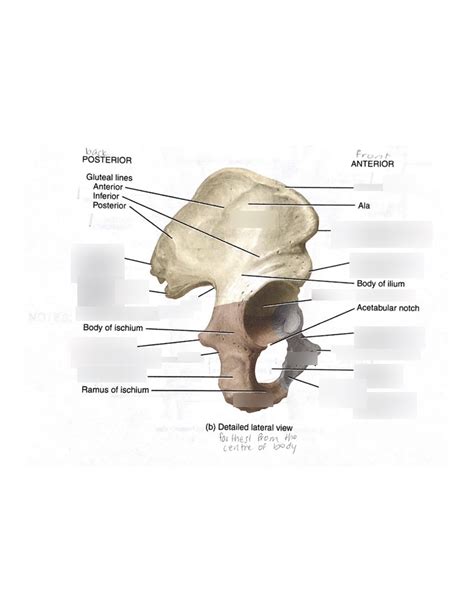 Lab 2 Lower Extremity Bones Pelvis 4 Diagram Quizlet