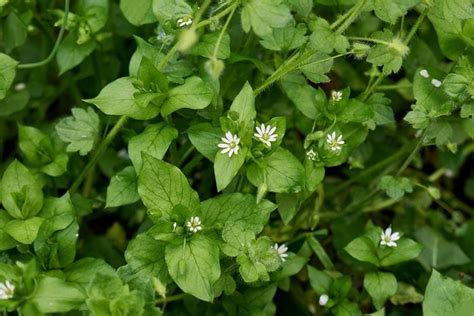 11 Common Weeds In Kentucky That Spread Rapidly