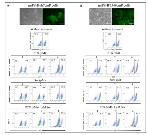 Figure Combined Treatment Reduced The Green Fluorescent