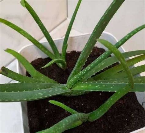 Алоэ вера Кактус | Festima.Ru – частные объявления