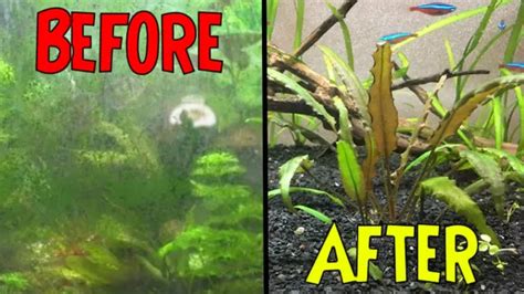 How To Get Rid Of Algae In Fish Aquarium Tips And Tricks To Keep Your