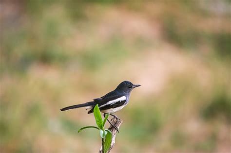 Premium Photo Oriental Magpie Robin The Beautiful Bird