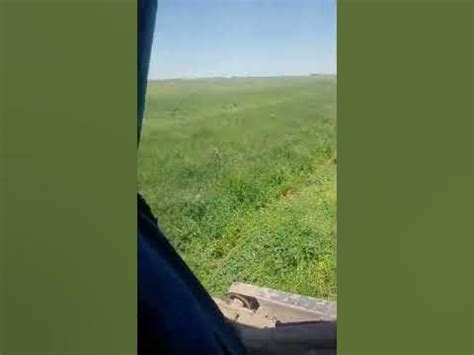 масса люцерны да того густо трудно идет - YouTube