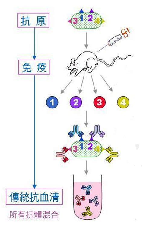 多株抗體的製造