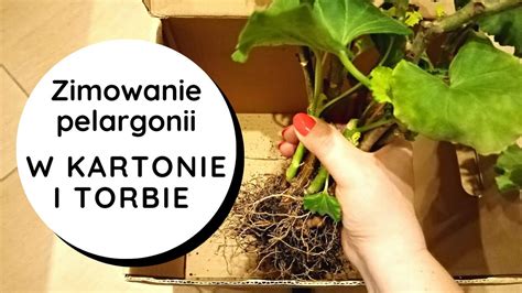 Zimowanie Pelargonii W Torbie Papierowej I Kartonie Jak Przezimowa