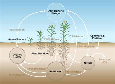 How Do Plants Obtain Nitrogen