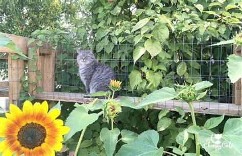 Create A Cat Garden That You And Your Cat Will Love Outdoor Cat Tunnel