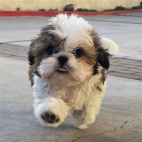 Pin Em My Cute Shih Tzu Puppies