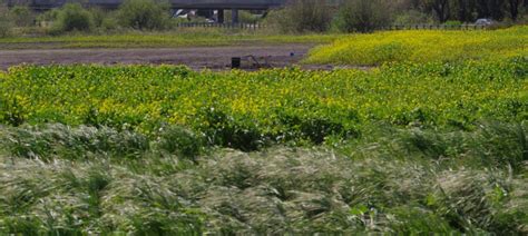 California freshwater marsh plants.