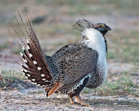 Sage Grouse – Earth Keepers 360