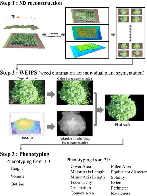 The Whole Process For Field‐based Individual Plant Phenotyping By Uav