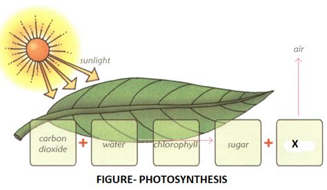 Write A Short Note On Photosynthesis