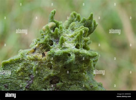 Freshwater Sponge Spongilla Sp Savannah Portage State Park Aitken