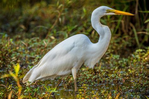 Great snowy egret in the water 43331263 Stock Photo at Vecteezy