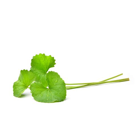 Pennywort – Vinh Agriculture