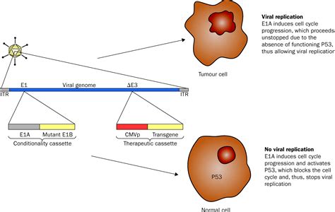 Conditionally Replicative Adenoviral Vectors For Cancer Gene Therapy