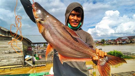 Mancing Ikan Patin Sungai Di Rumah Terapung Kalimantan Youtube