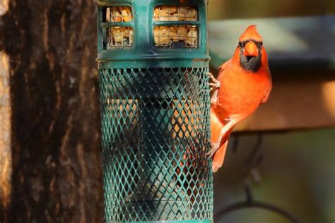 5 Cardinal Bird Feeding Mistakes Everyone Makes (and How to Avoid Them)