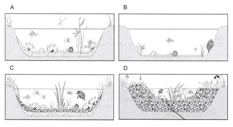 Diagrams A D Show The Sequence Of Changes In A Pond 1 Look At Each