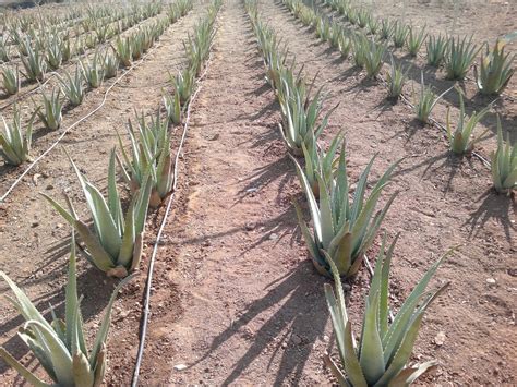 Come Coltivare Aloe Vera Dalle Origini Agli Scenari Di Mercato