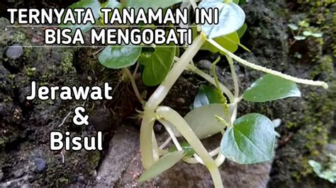 MENGENAL TANAMAN Part 6 MANFAAT TUMPANG AIR SURUHAN BAGI KULIT