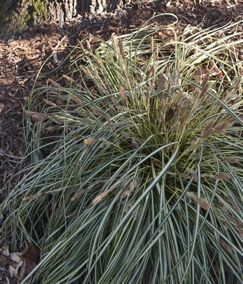 Carex Oshimensis Evergold Striped Weeping Sedge Oshima Kan Suge