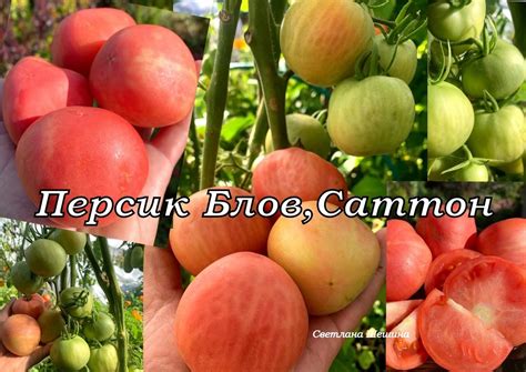 Семена редких сортов от Шешиной Светланы: каталог, ОТЗЫВЫ