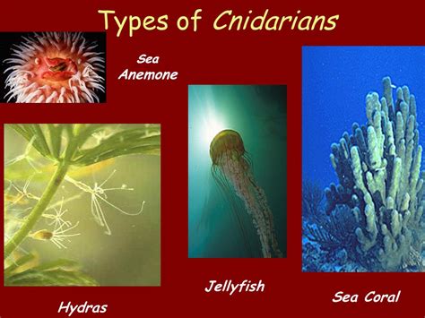 Coelenterates Examples