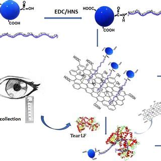 Scheme Of Fp Based Aptasensor For The Detection Of Lactoferrin