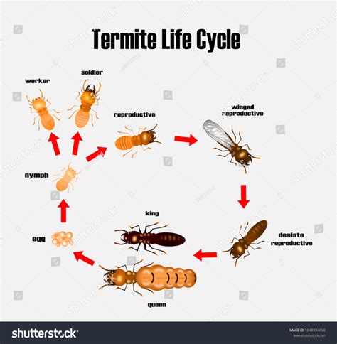 Ciclo De Vida De Una Termita