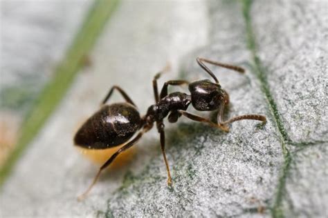 20 Tipos De Hormigas Especies Características Y Fotos