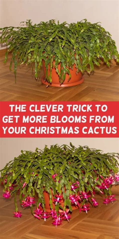 Christmas Cactus How To Id And Care For Everyones Favorite Holiday Plant Christmas Cactus