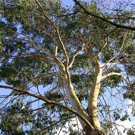 Plantwerkz Cider Gum Eucalyptus Gunnii