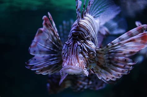 Hd Wallpaper Lionfish 4k Amazing Pic Wallpaper Flare