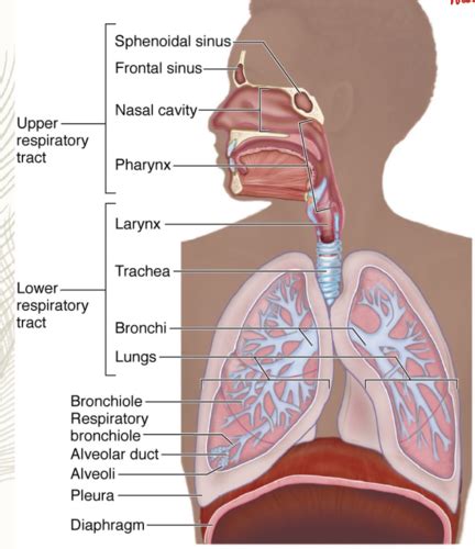 RESPIRATORY SYSTEM Flashcards Quizlet