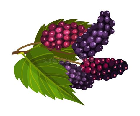 Mulberry Leaf Vector Stock Illustrations – 1,166 Mulberry Leaf Vector Stock Illustrations ...