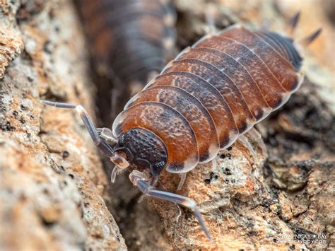 Agnara Madagascariensis Philoscia Thai Isopod Site