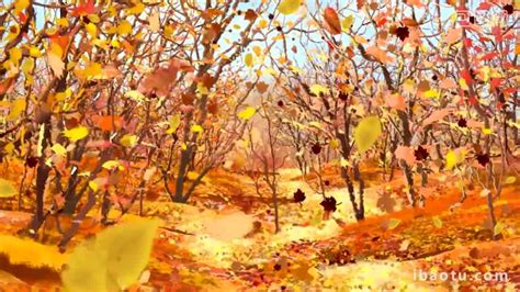 Beautiful Autumn Leaves Fall Forest Party Annual Background Video Video ...