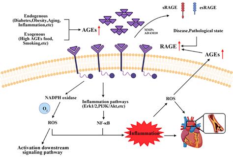 Frontiers Role Of Advanced Glycation End Products On Vascular Smooth