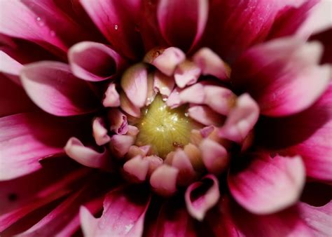 Dahlia Flowering Close Up Poster By BakalaeroZz Photography Displate