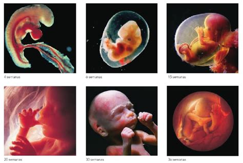 Ciencias Naturales Tema 2 Etapas De Desarrollo Humano La Reproducción