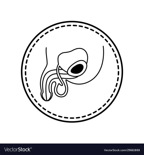 Isolated Male Reproductive System Icon Royalty Free Vector