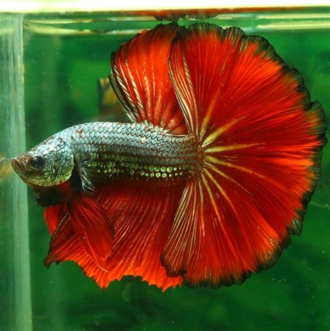 Betta Splendens Combatiente Siamés Luchador de Siam Pez Combatiente