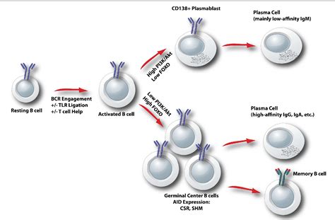 Akt And MTOR In B Cell Activation And Differentiation Semantic Scholar