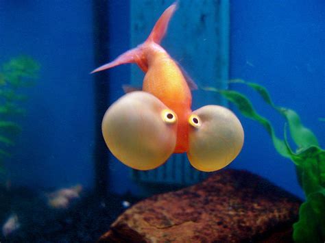 Goldfish Care - Types | Pictures | Diseases and Treatment: Bubble Eye ...