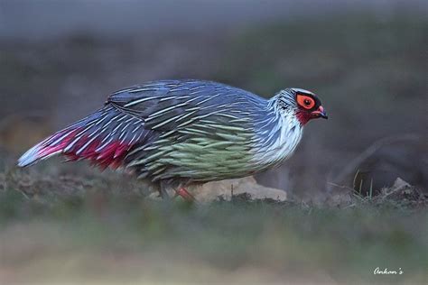 Pin On Wild And Domestic Fowl